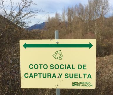 En los cotos sociales aragoneses de los ríos Gallego, Cinca, Ara y Aragon viven muchas truchas fario mediterráneas de todos tamaños. 