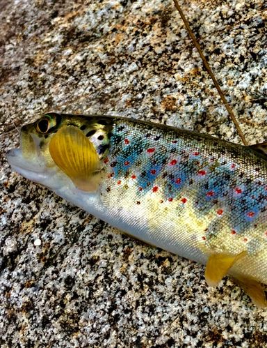 Disfrute del acceso a cotos sociales de pesca por el intermediario de Casa Pesca Vera