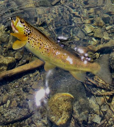 Trucha fario aragonesa pescada con mosca.